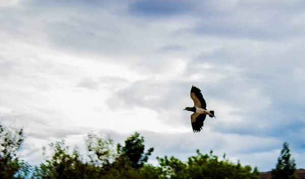 Plan Horizontal Oiseau Blanc Noir Volant Dans Ciel Nuageux Dessus — Photo