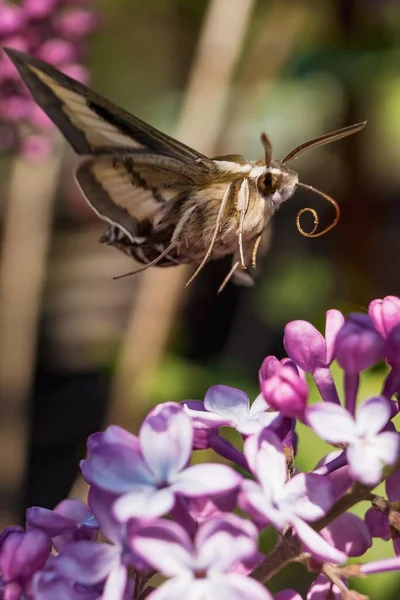 Een Verticaal Schot Van Een Mot Die Probeert Nectar Van — Stockfoto