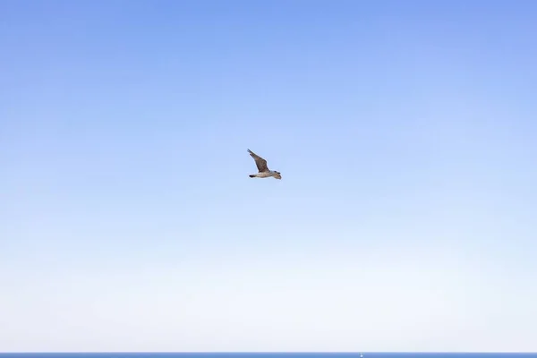 Belo Tiro Uma Gaivota Mar Voando Sob Céu Azul Claro — Fotografia de Stock