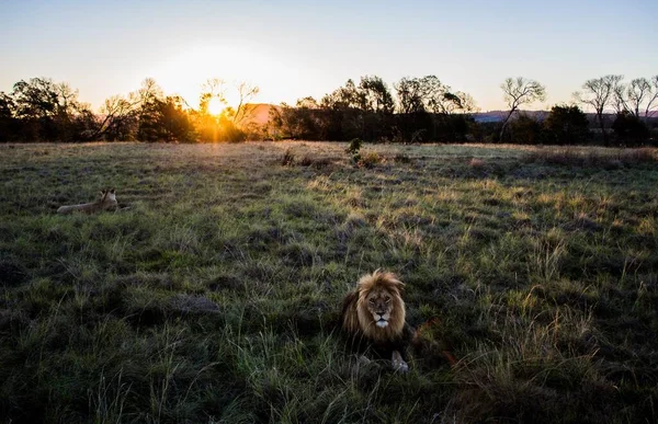 Een Prachtig Shot Van Een Leeuw Zittend Het Midden Het — Stockfoto