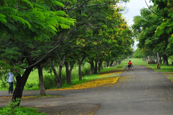 Een Prachtig Shot Van Een Park Met Groene Gele Bomen — Stockfoto