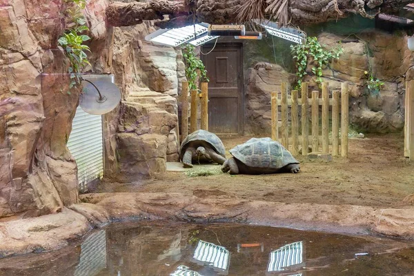 Duas Tartarugas Perto Uma Gaiola Zoológico Durante Dia — Fotografia de Stock