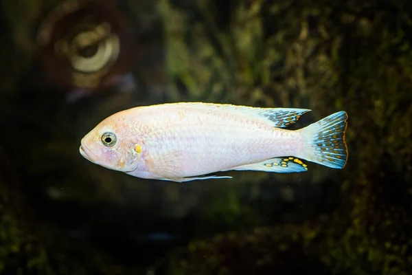 Selective Shot Aquarium White Yellow Patterns Cichlidae Fish — Stock Photo, Image