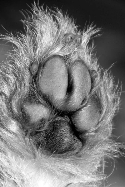 Μια Κάθετη Γκρί Κλίμακα Κοντινό Πλάνο Του Πέλματος Ενός Σκύλου — Φωτογραφία Αρχείου