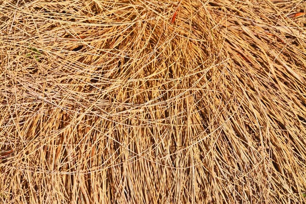 Крупним Планом Знімок Сухої Трави — стокове фото