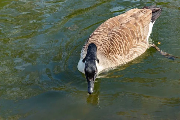Une Bernache Canada Nageant Dans Lac Londres Pendant Journée — Photo