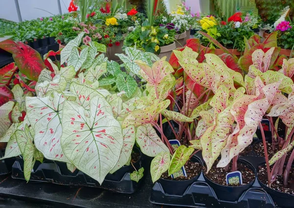 Зелені Квіти Рослини Продаються Великих Комерційних Теплицях Пенсильванії Фотографія Обробка — стокове фото