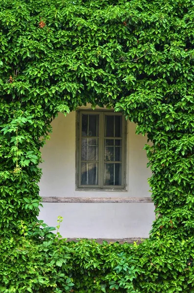 Tırmanma Bitkilerinden Oluşan Bir Duvardaki Bir Pencerenin Dikey Görüntüsü — Stok fotoğraf