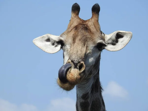 Gündüz Vakti Güney Afrika Daki Kruger Ulusal Parkı Nda Bir — Stok fotoğraf