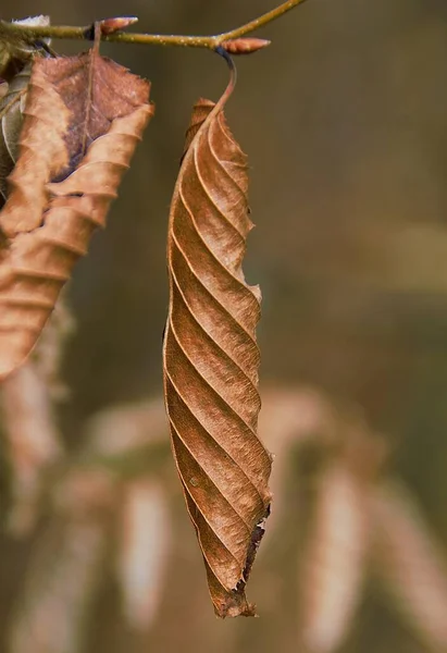 Enfoque Selectivo Una Hoja Marrón Seca Una Rama —  Fotos de Stock