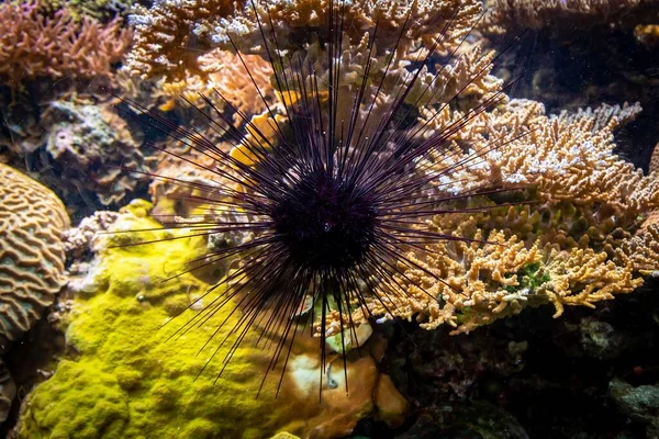 A closeup shot of a purple sea urchin with a blurred background