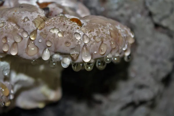 Nahaufnahme Von Wassertropfen Auf Pilze Boden — Stockfoto