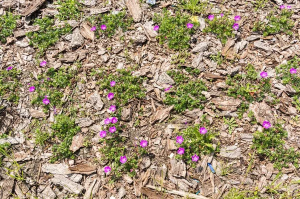 Eine Landschaftsaufnahme Von Violett Rosa Schönen Blumen Auf Dem Fußboden — Stockfoto