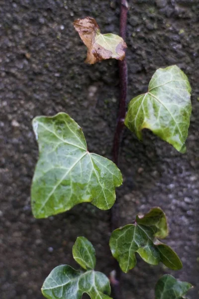 Eine Vertikale Nahaufnahme Von Grünen Blättern Auf Dem Boden — Stockfoto