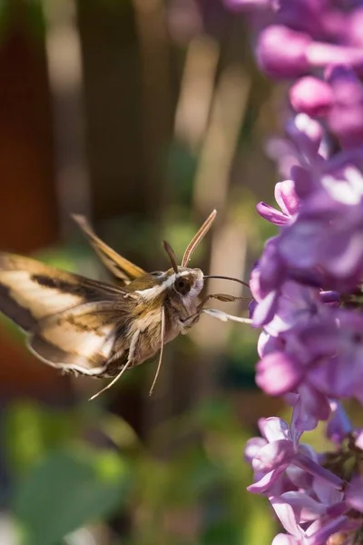 Tiro Vertical Uma Mariposa Tentando Beber Néctar Uma Flor Siringa — Fotografia de Stock