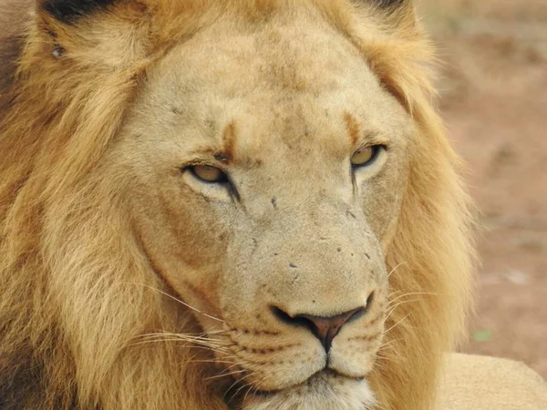 Zdjęcie Bliska Lwa Leżącego Ziemi Pod Słońcem Parku Narodowym Kruger — Zdjęcie stockowe