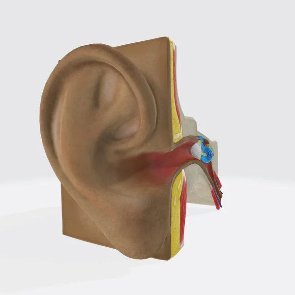 Anatomical Structure Human Ear — Stock Photo, Image