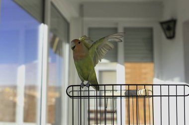 A closeup shot of a beautiful Lovebird standing on a steel frame cage while spreading its wings clipart
