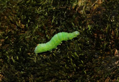 A caterpillar Operophtera Brumata on the bark of a tree clipart