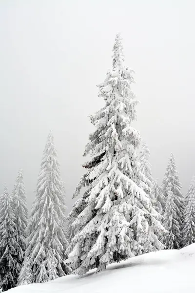 Ein Schöner Fichtenwald Der Winter Mit Schnee Bedeckt Ist — Stockfoto