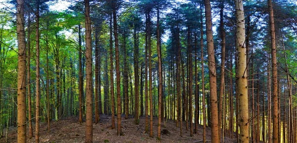 Hoge Groene Bomen Het Bos Zomer — Stockfoto