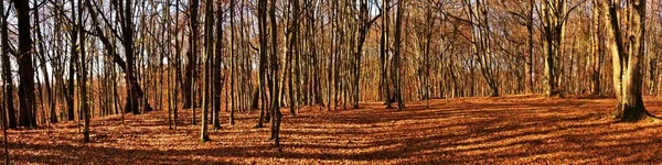 Панорамный Снимок Красивых Осенних Пейзажей Лесу Голыми Деревьями Листьями Упавшими — стоковое фото