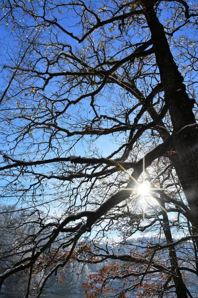 Bosque Espeso Nevado Con Luz Solar Cielo Azul — Foto de Stock