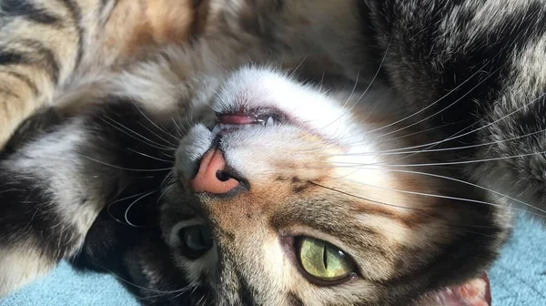 Närbild Bild Charmig Katt Med Stora Gröna Ögon — Stockfoto
