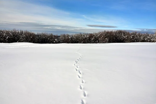 Faixas Cervos Chão Nevado Inverno — Fotografia de Stock