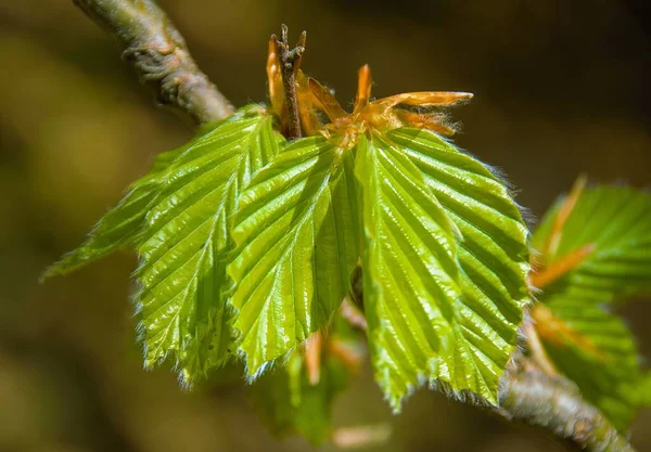 Branch Raw Beech Leaves Spring — Stock Photo, Image