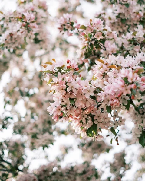 벚꽃이 아름다운 — 스톡 사진