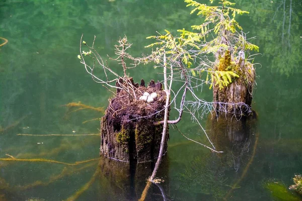 Duck Nest Eggs Stump Lake — Stock Photo, Image