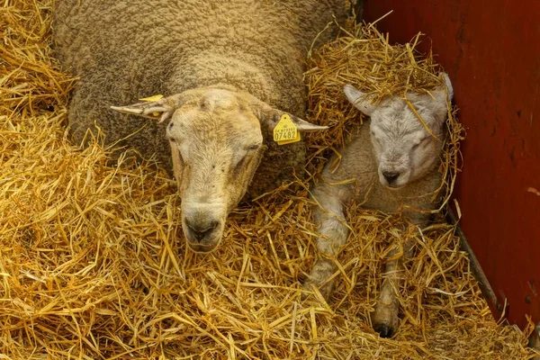 Bambino Madre Pecore Che Dormono Nella Fattoria — Foto Stock