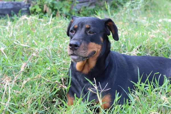 一只长着棕色鼻涕的大黑狗平静地坐在草地上 — 图库照片