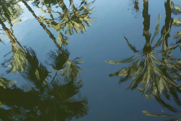 Tiro Ângulo Alto Reflexo Das Palmeiras Água — Fotografia de Stock