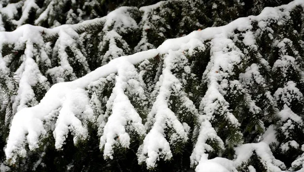 Closeup Shot Beautiful Snow Covered Branches Pine Tree Captured Cold — Stock Photo, Image
