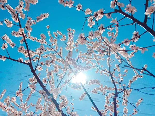 Solen Skiner Genom Grenarna Körsbärsträd Blommar — Stockfoto