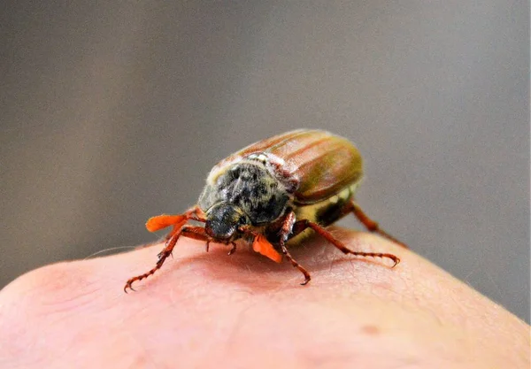 Peut Bug Melolontha Gros Plan — Photo