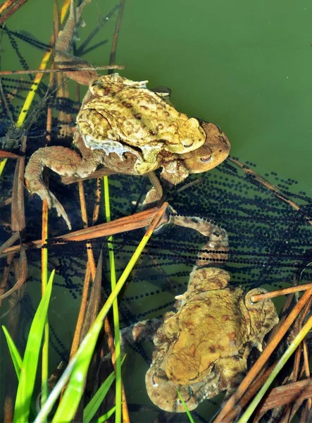 Many frogs during mating in water