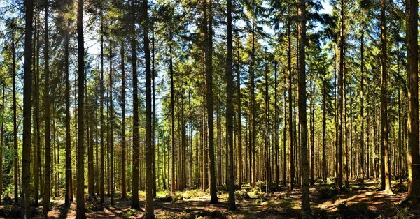 Una Hermosa Vista Los Troncos Altos Del Árbol Bosque Capturado — Foto de Stock