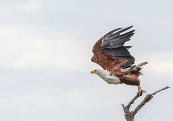 Primer Plano Águila Pescadora Africana Volando Desde Madera Bajo Cielo — Foto de Stock