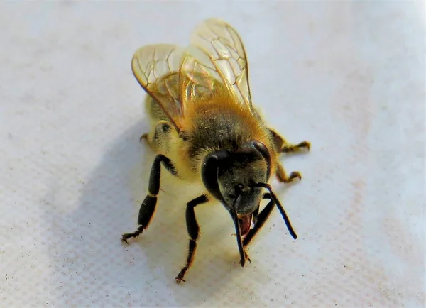 Tiro Perto Uma Abelha Superfície Branca — Fotografia de Stock