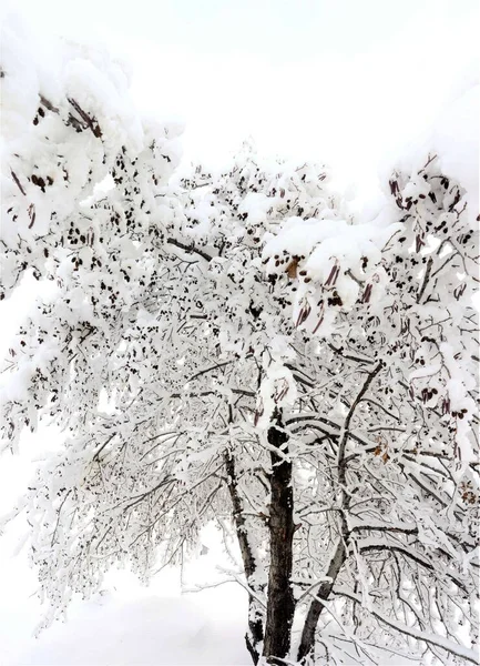 森林里明亮的天空下 一棵美丽的白雪覆盖的树的一个垂直的低角度的镜头 — 图库照片