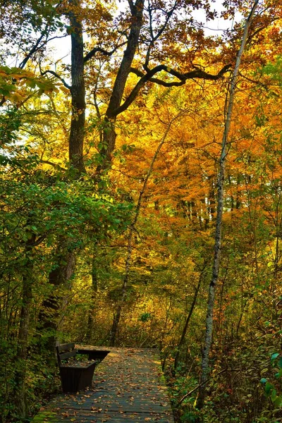 森の中の秋の木々に囲まれた木道とベンチの垂直撮影 — ストック写真