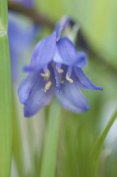 Tiro Foco Seletivo Vertical Flor Sino Azul — Fotografia de Stock