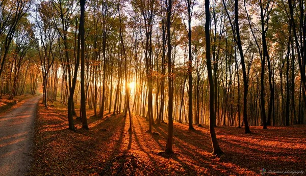 Das Sonnenlicht Herbstlichen Wald Mit Bunten Bäumen — Stockfoto