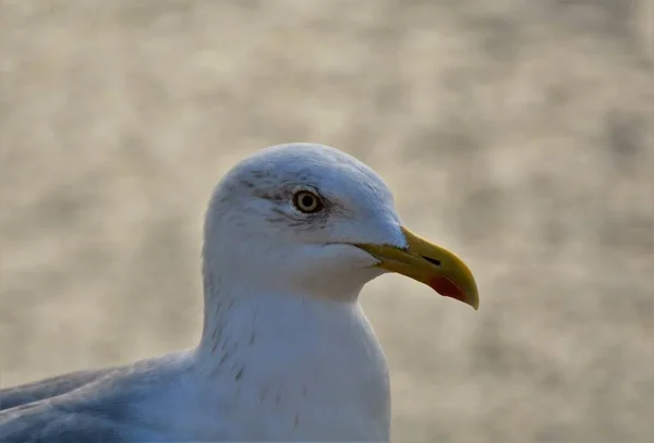 Una Toma Selectiva Enfoque Una Gran Cabeza Gaviota Con Respaldo —  Fotos de Stock