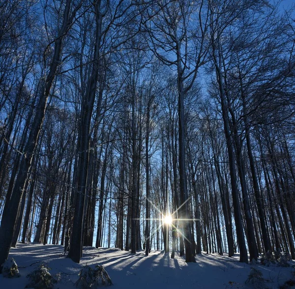 Soleil Brille Derrière Les Grands Arbres Nus Dans Forêt Hiver — Photo