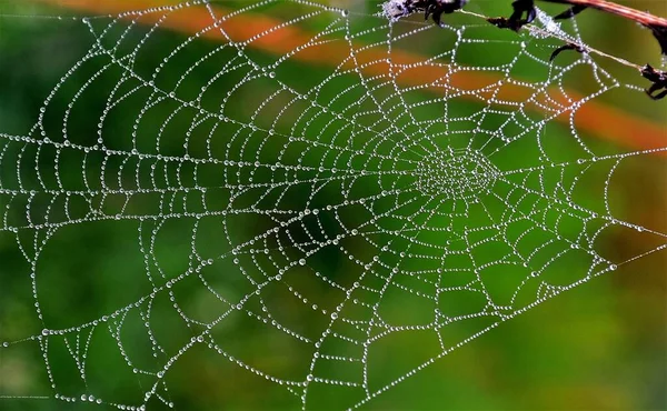 Primo Piano Una Ragnatela Con Gocce Rugiada Sfondo Sfocato — Foto Stock