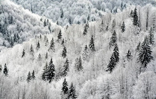 Wysokie Ujęcie Kąta Wspaniałych Pokrytych Śniegiem Drzew Wzgórzach Uchwyconych Chłodny — Zdjęcie stockowe